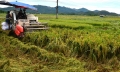 Phú Thọ có hơn 190 ha cây trồng nhiễm nặng sâu bệnh trong vụ xuân