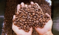 Giá cà phê hôm nay 17/3/2024: Tuần này tăng thêm 2.500 đ/kg