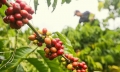 Giá cà phê hôm nay 5/5/2024: Đà giảm sâu vẫn chưa dừng lại