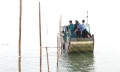 Xử lý tình trạng lấn chiếm bãi triều để nuôi trồng thủy sản trái phép