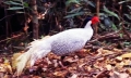 Thả cá thể gà lôi trắng quý hiếm vào Vườn quốc gia Bạch Mã