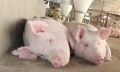 Đài Loan phạt nặng người nhập khẩu thịt lợn từ Singapore