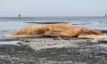 Phát hiện một phần 'thi thể' của cá voi dạt vào bãi biển