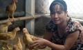Chăn nuôi gà theo phương pháp canh tác tự nhiên an toàn dịch bệnh