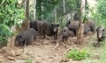Vùng cao nuôi con đặc sản: [Bài 1] Lợn đen không đủ để bán