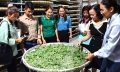 Tằm Việt sau hàng thập kỷ ngủ đông đã thức giấc: Thăm nhà nuôi tằm kiểu mẫu