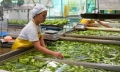 Toàn cảnh chuỗi sản xuất chuối hàng đầu thế giới tại Philippines