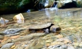 Phát hiện rùa đầu to quý hiếm ở rừng Bắc Trà My