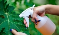 Nhật Bản nghiên cứu thuốc trừ sâu hữu cơ từ tinh dầu hoa hồng