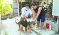 Phòng, chống bệnh dại cho hơn 58.000 con chó, mèo mùa nắng nóng
