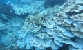 San hô bị tẩy trắng và chết khắp Côn Đảo