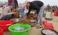Ngư dân Quảng Nam được mùa mực biển