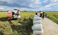 Gặt lúa giữa nắng 42 độ, nông dân vẫn tươi rói vì lãi 45 triệu đồng/ha