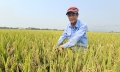 Trồng lúa hướng hữu cơ, gieo sạ cụm, bán tươi tại ruộng lãi 25 triệu đồng/ha