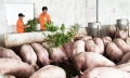 Nông nghiệp nổi bật trong thu hút đầu tư ở Bình Định