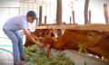Nuôi gia súc tập trung, nông dân mỗi năm thu lợi khoảng 200 triệu đồng
