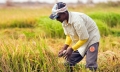 Xuất khẩu gạo Việt Nam sang Senegal còn thấp so với nhu cầu