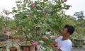 Diện tích trồng hoa, cây cảnh của Hà Nội tăng hơn 13 lần trong 19 năm