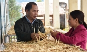 Hợp tác xã nông nghiệp ở Bắc Tây Nguyên: Nơi hiệu quả, nơi thua lỗ