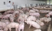 Xử lý chất thải trong chăn nuôi lợn thịt vẫn là bài toán khó