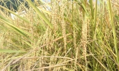 Dùng ốc bươu vàng để... diệt cỏ ruộng lúa