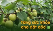 Tăng sức khỏe cho đất dốc: [Bài 2] Tạo 'vành đai xanh' cho vùng cây ăn quả ôn đới