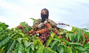 Kiểm soát, nâng cao chất lượng cà phê từ khâu thu hoạch