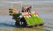 Sustainable growth, global impact: Vietnam’s One Million Hectares Project for green rice innovation