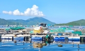 Challenges in Khanh Hoa province's marine farming sector