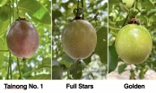 Sustainable passion fruit cultivation: Insights from Taiwan