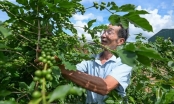 Son La, a decade of climbing hills: [3] Vietnam's major coffee Arabica pioneer