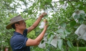 Son La, a decade of climbing hills: [5] ‘Cowboy’ revives plums in Moc Chau