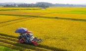 Low-carbon rice production, insights from experts: Vietnam's path to sustainable rice cultivation