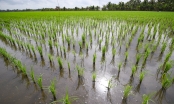 Low-carbon rice production, insights from experts: The role of MRV