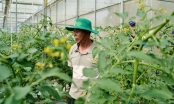 Organic vegetables production thanks to healthy seedlings and smart greenhouses