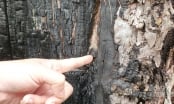 Tội ác bên trong rừng thông Tây Nguyên: [Bài 1] Bãi gỗ thông cổ thụ bên bìa rừng Đạ Sar