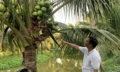 The door is wide open for blockbuster products: China consumes over 4 billion coconuts annually