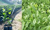 The importance of tea varieties for the Vietnamese tea industry