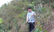 Thủ phủ cam Văn Chấn: [Bài 1] Cây chết hàng loạt, diện tích suy giảm mạnh