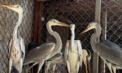 'Trại giam' chim trời, thú rừng đối diện trụ sở UBND thị trấn Kim Long