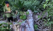 Điều tra vụ phá rừng tại huyện Như Xuân
