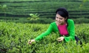 Tan Cuong tea growing and processing knowledge become a national intangible cultural heritage