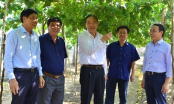 Ninh Thuan grapes: Small tree, big contribution