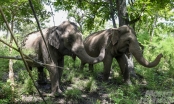 Following the elephants' footprints in the Yok Don dipterocarp forest