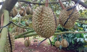 'Confusion' when dealing prices for durians at the garden