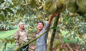 Farmers and businesses are in no hurry to finalize the durian price