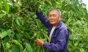 Cà phê robusta thời đại mới: Cơ hội rộng mở cho người trồng cà phê robusta