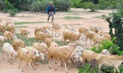 Chăn nuôi dê, cừu Ninh Thuận trước thách thức mới [Bài 1]: Đồng cỏ thu hẹp, đầu ra bấp bênh