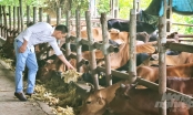 Quỹ Thiện Tâm - Thêm điểm tựa giúp người chăn nuôi vượt khó