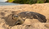 Build up a ‘home’ for sea turtles